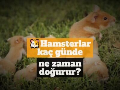 Hamsterlar kaç günde, ne zaman doğurur?