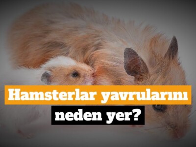 Hamsterlar yavrularını neden yer?