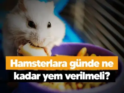 Hamsterlara günde ne kadar yem verilmeli?