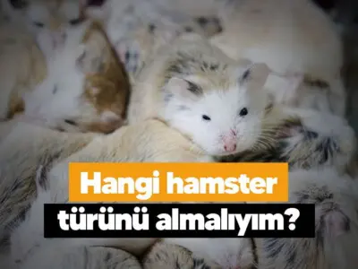 Hangi hamster türünü almalıyım?