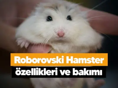 Roborovski Hamster özellikleri ve bakımı