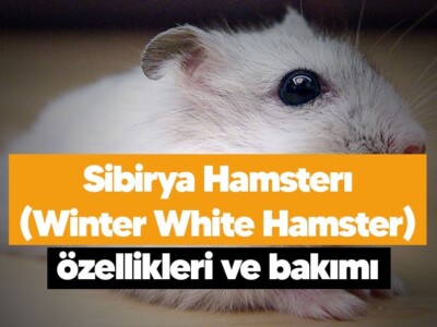 Sibirya Hamsterı (Winter White Hamster) özellikleri ve bakımı