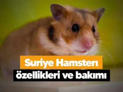 Suriye Hamsterı özellikleri ve bakımı