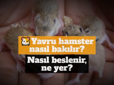 Yavru hamster nasıl bakılır, nasıl beslenir, ne yer?