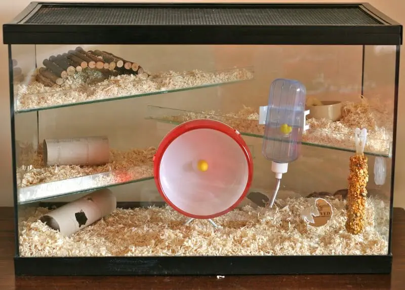 En  popüler hamster kafesleri ve iç dizaynları