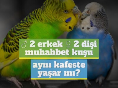 2 erkek ya da 2 dişi muhabbet kuşu aynı kafeste yaşar mı?