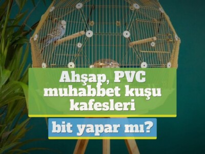 Ahşap, PVC muhabbet kuşu kafesleri bit yapar mı? [DETAYLI!]