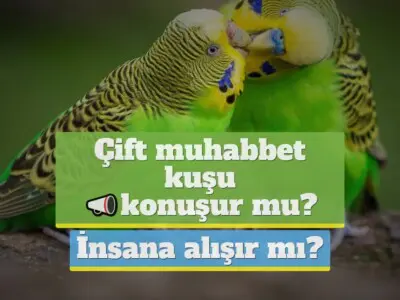 Çift muhabbet kuşu konuşur mu, insana alışır mı? [DETAYLI!]