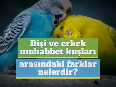 Dişi ve erkek muhabbet kuşları arasındaki farklar nelerdir?