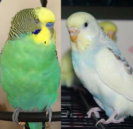 Dişi ve erkek muhabbet kuşları arasındaki farklar nelerdir?