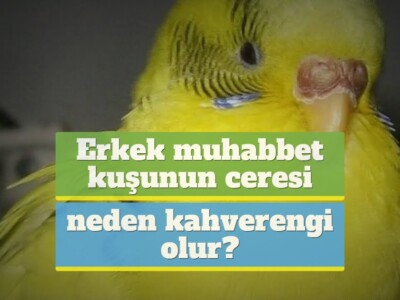 Erkek muhabbet kuşunun ceresi neden kahverengi olur?