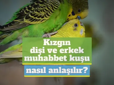 Kızgın (dişi, erkek) muhabbet kuşu nasıl anlaşılır?