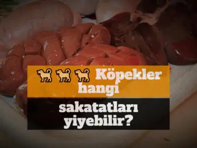 Köpekler hangi sakatatları yiyebilir?