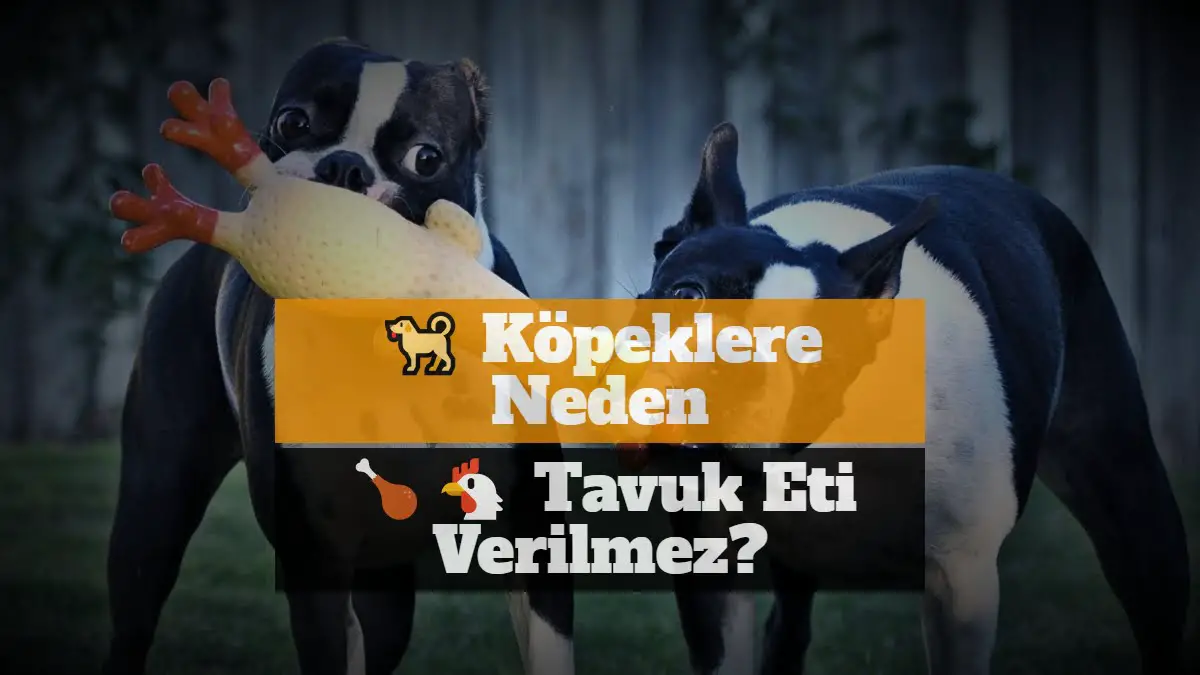 Köpekler hangi sakatatları yiyebilir? [Detaylı açıklama!]