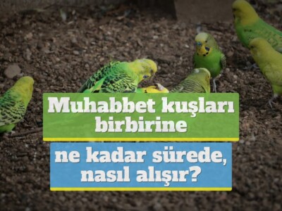 Muhabbet kuşları birbirine ne kadar sürede, nasıl alışır?