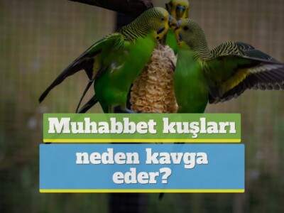 Muhabbet kuşları neden kavga eder? [DETAYLI!]