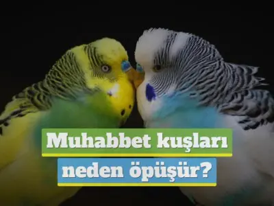 Muhabbet kuşları neden öpüşür? [DETAYLI & RESİMLİ]