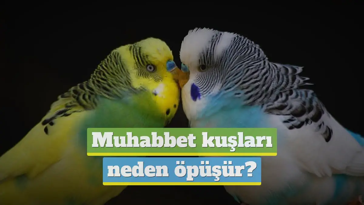 rahat koltuk türkçe yaşlı çift resmi