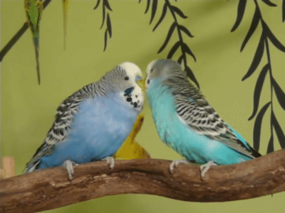 Muhabbet kuşları neden öpüşür? [TÜM DETAYLAR!]