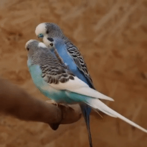 Muhabbet kuşları neden öpüşür? [TÜM DETAYLAR!]