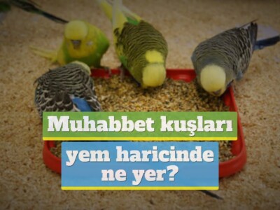 Muhabbet kuşları yem haricinde ne yer? (Evde Yem Bitti!)