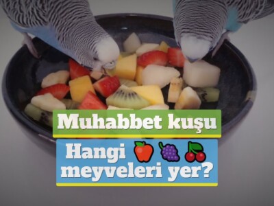 Muhabbet kuşu hangi meyveleri yer? [Detaylı Liste!]