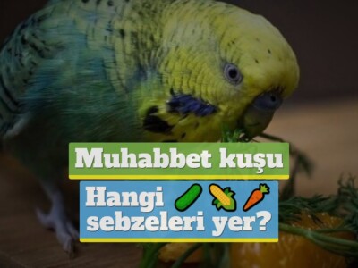 Muhabbet kuşu hangi sebzeleri yer?