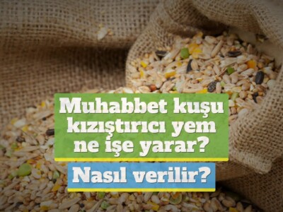 Muhabbet kuşu kızıştırıcı yem ne işe yarar, nasıl verilir? [DETAYLI!]