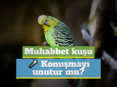 Muhabbet kuşu konuşmayı unutur mu? [BİLİMSEL DETAYLAR!]