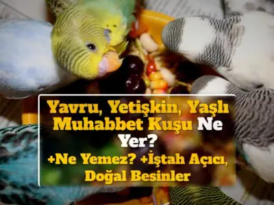 Muhabbet kuşu ne yer, ne yemez? [LİSTELİ & DETAYLI!]