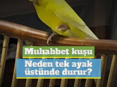 Muhabbet kuşu neden tek ayak üstünde durur?