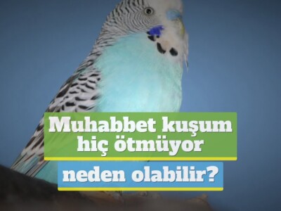 Muhabbet kuşum hiç ötmüyor neden olabilir? [TÜM NEDENLER!]