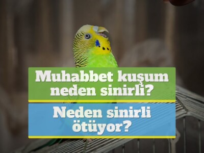 Muhabbet kuşum neden sinirli ve sinirli ötüyor?