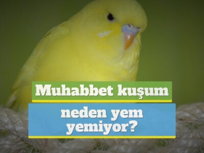 Muhabbet kuşum neden yem yemiyor?