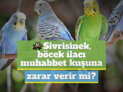 Sivrisinek, böcek ilacı muhabbet kuşuna zarar verir mi?