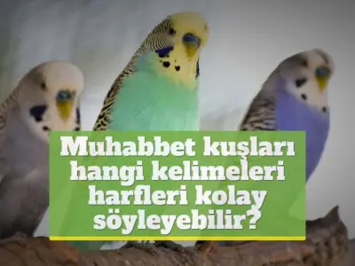 Muhabbet kuşları hangi kelimeleri ve harfleri kolay söyleyebilir?