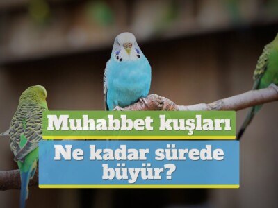 Muhabbet kuşları ne kadar sürede büyür?