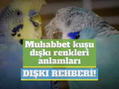 Muhabbet kuşu dışkı renkleri & anlamları [DIŞKI REHBERİ!]