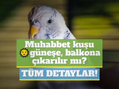 Muhabbet kuşu güneşe, balkona çıkarılır mı? [TÜM DETAYLAR!]