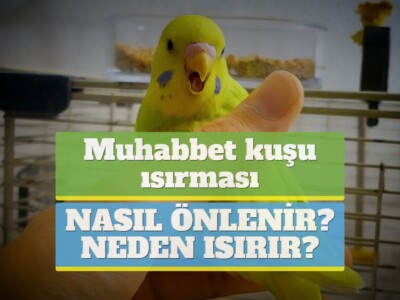 Muhabbet kuşu ısırması [NASIL ÖNLENİR? NEDEN ISIRIR?]