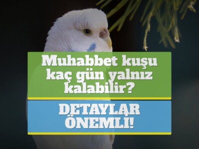 Muhabbet kuşu kaç gün yalnız kalabilir? [DETAYLAR ÖNEMLİ!]