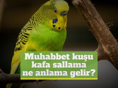 Muhabbet kuşu kafa sallama ne anlama gelir?