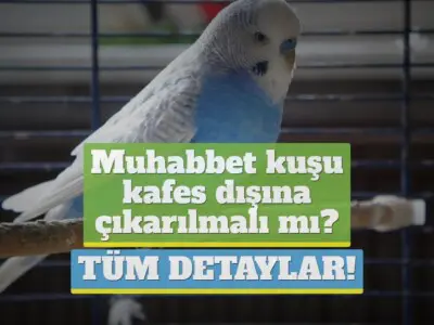 Muhabbet kuşu kafes dışına çıkarılmalı mı? [TÜM DETAYLAR!]