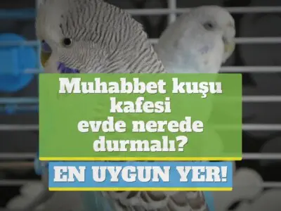 Muhabbet kuşu kafesi evde nerede durmalı? [EN UYGUN YER!]