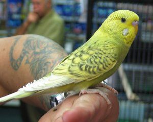 Muhabbet kuşu türleri ve özellikleri [TÜM IRKLAR & RESİMLİ!]