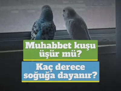 Muhabbet kuşu üşür mü, kaç derece soğuğa dayanır? [ÖNEMLİ]