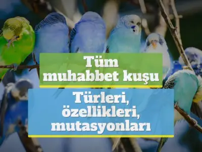 Tüm muhabbet kuşu türleri, özellikleri, mutasyonları [RESİMLİ!]