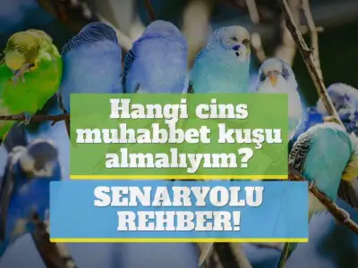 Hangi cins muhabbet kuşu almalıyım? [SENARYOLU REHBER!]