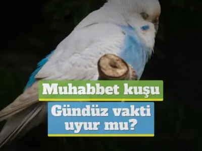 Muhabbet kuşları gündüz uyur mu?