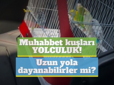 Muhabbet kuşları & yolculuk! Uzun yola dayanabilirler mi?